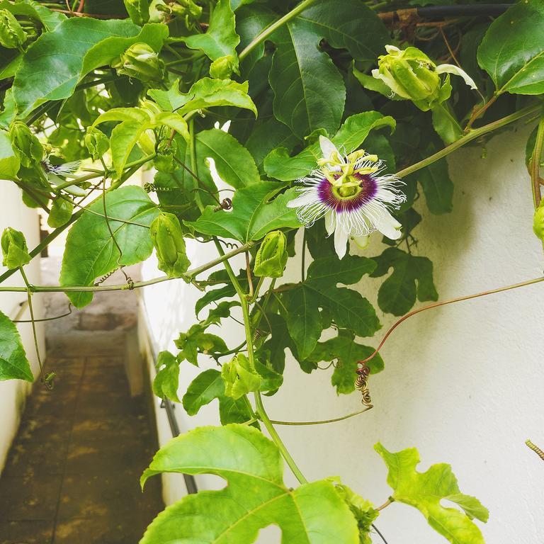 Jungle Guest House Galle Luaran gambar